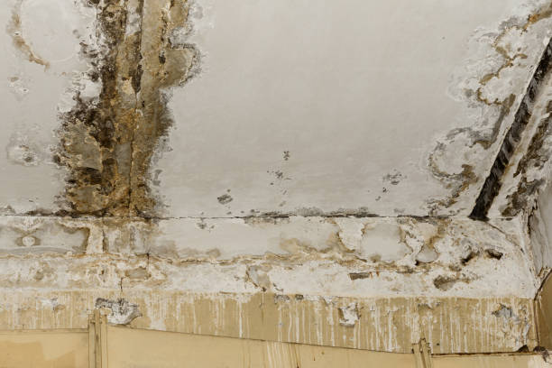 Mold Odor Removal Services in Garrison, TX